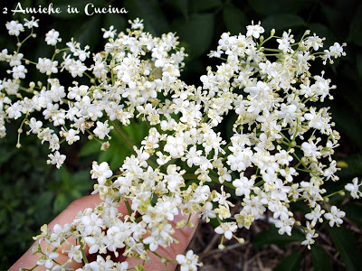Fiori di sambuco