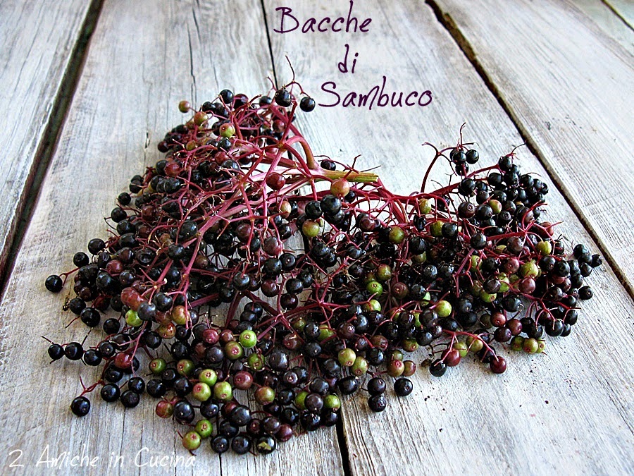 bacche di sambuco matuire