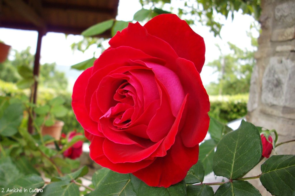 ricette con le rose- rosa rossa