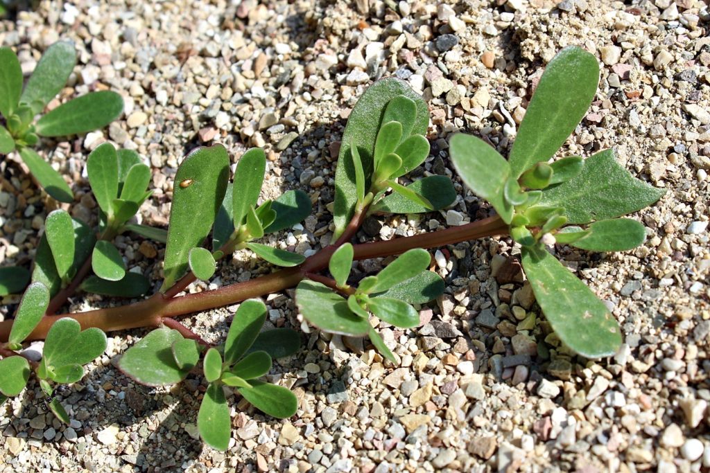 portulaca, erba spontanea ricca di omega 3