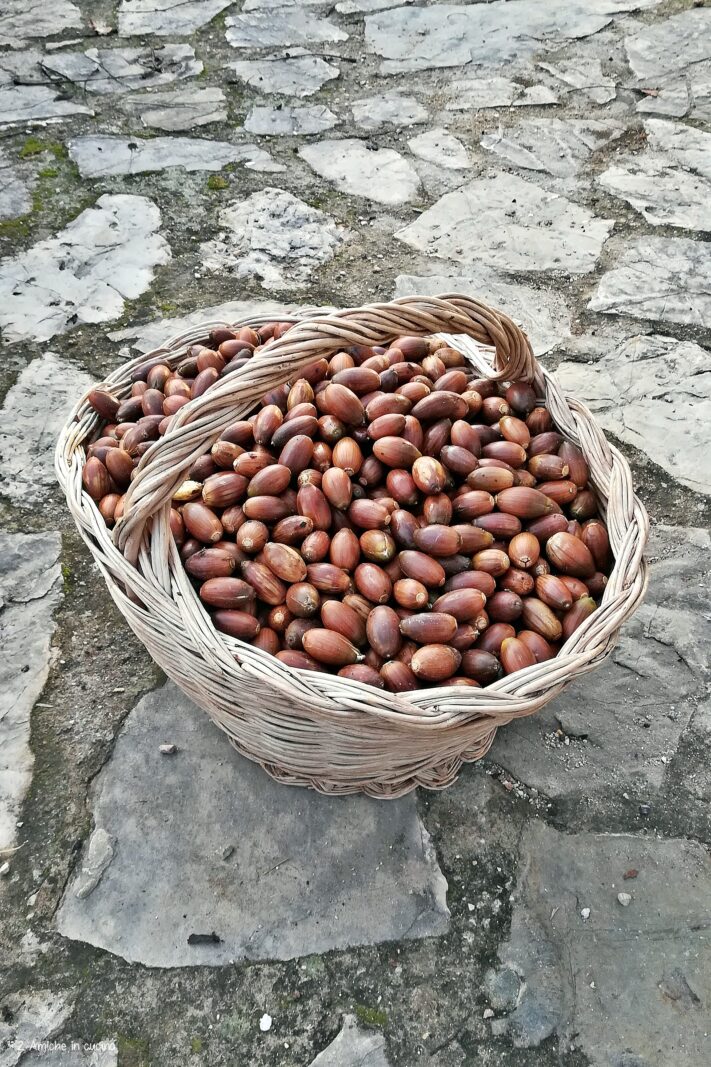 Cesto di ghiande raccolte in autunno per fare la farina