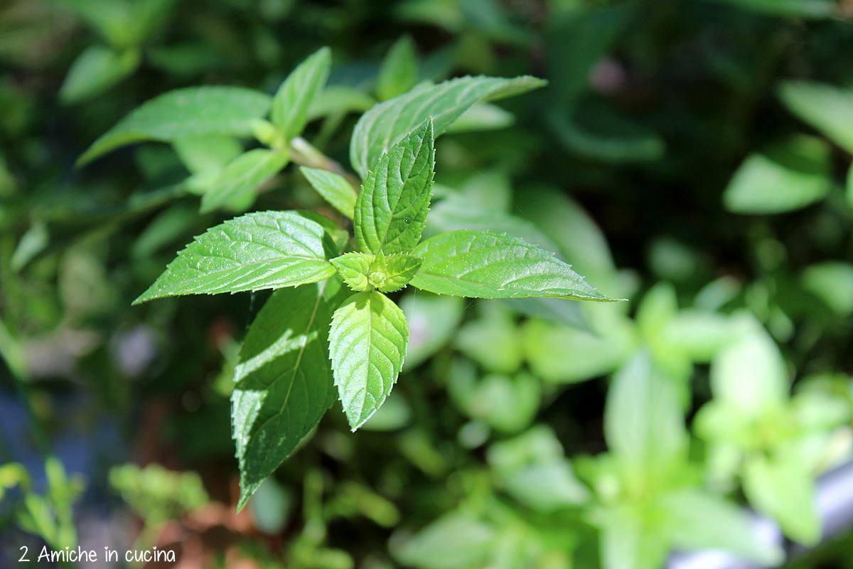 piantina di menta cioccolato