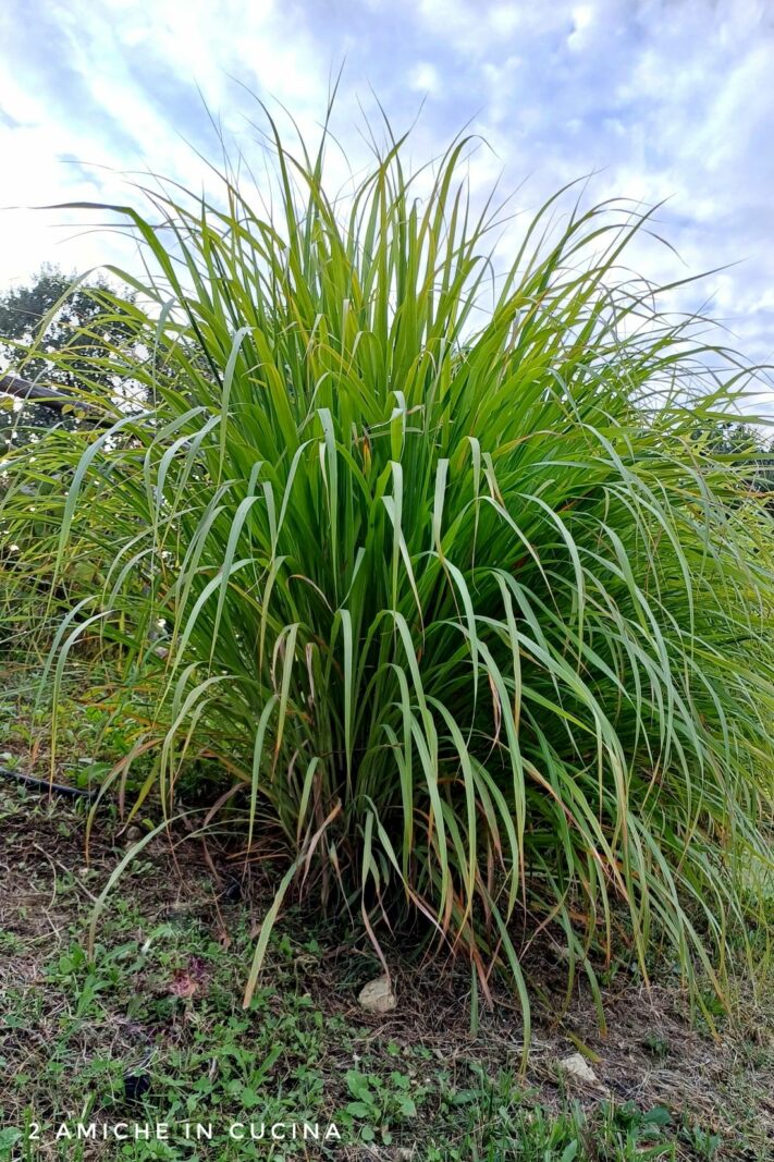 pianta di lemongrass